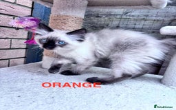 Ragdoll cats for sale: 🥰 Beautiful Radoll Kittens 😍 2 kitten left - Image 7