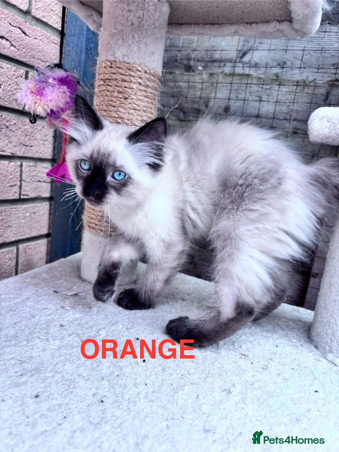 Ragdoll cats for sale: 🥰 Beautiful Radoll Kittens 😍 2 kitten left - Image 7