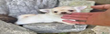 Chihuahua 2