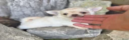 Chihuahua dogs for sale: Two Tiny Kc registered chihuahua boys - Advert 10