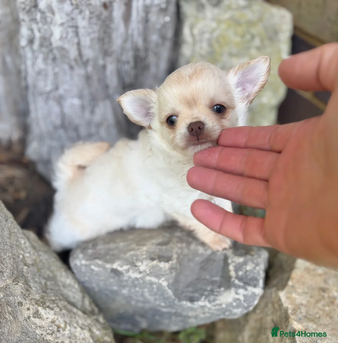 Chihuahua dogs for sale: Two Tiny Kc registered chihuahua boys - Advert 10
