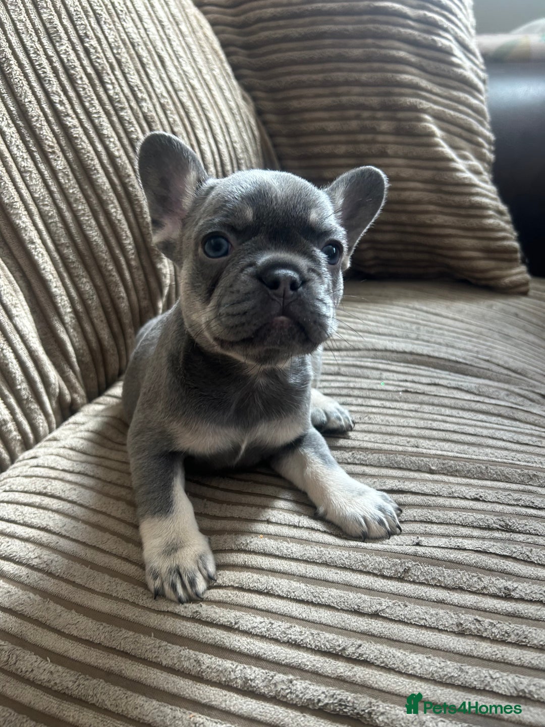 French Bulldog dogs for sale: French Bulldogs - READY NOW - Image 5