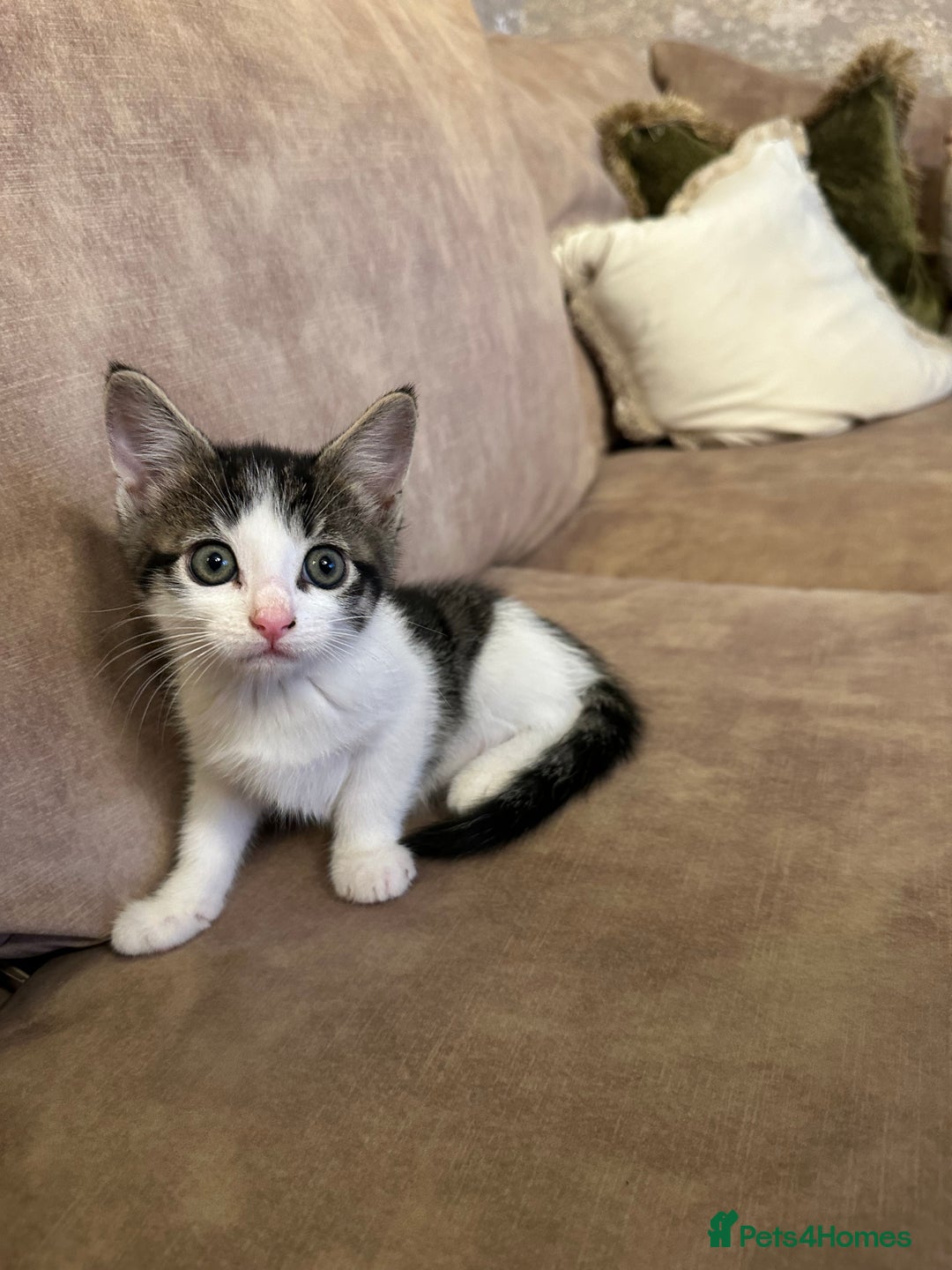 Mixed Breed cats for sale: Super cute and well behaved kittens - Image 12