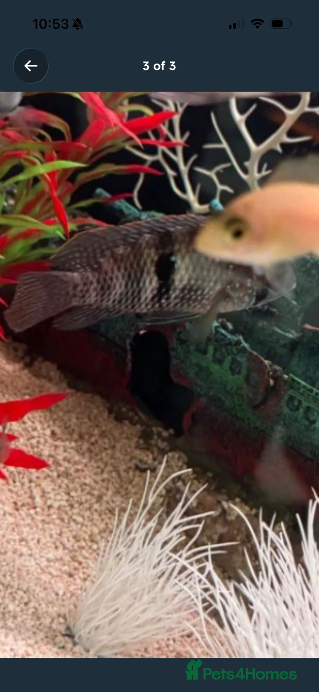 Cichlids fish for sale: 3 cichlids  - Advert 2
