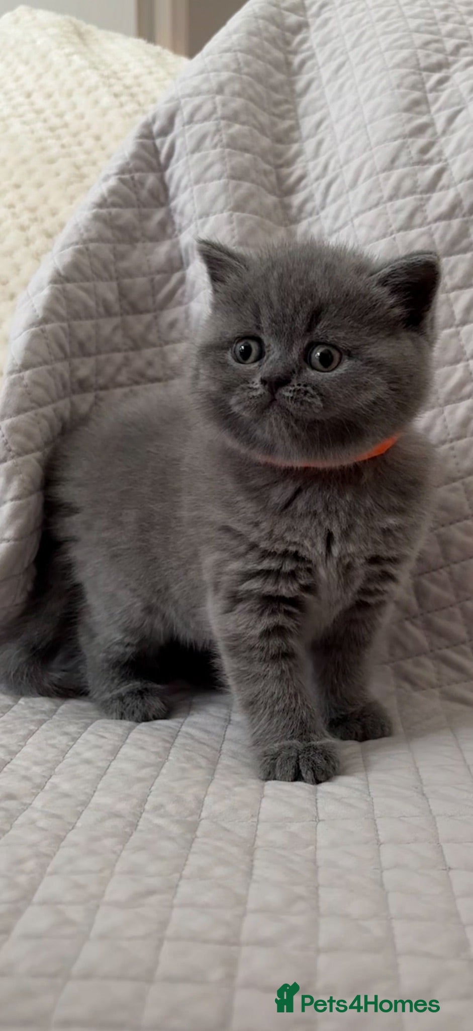 British Shorthair cats 5 beautiful British shorthair Kittens for sale  - Advert 2