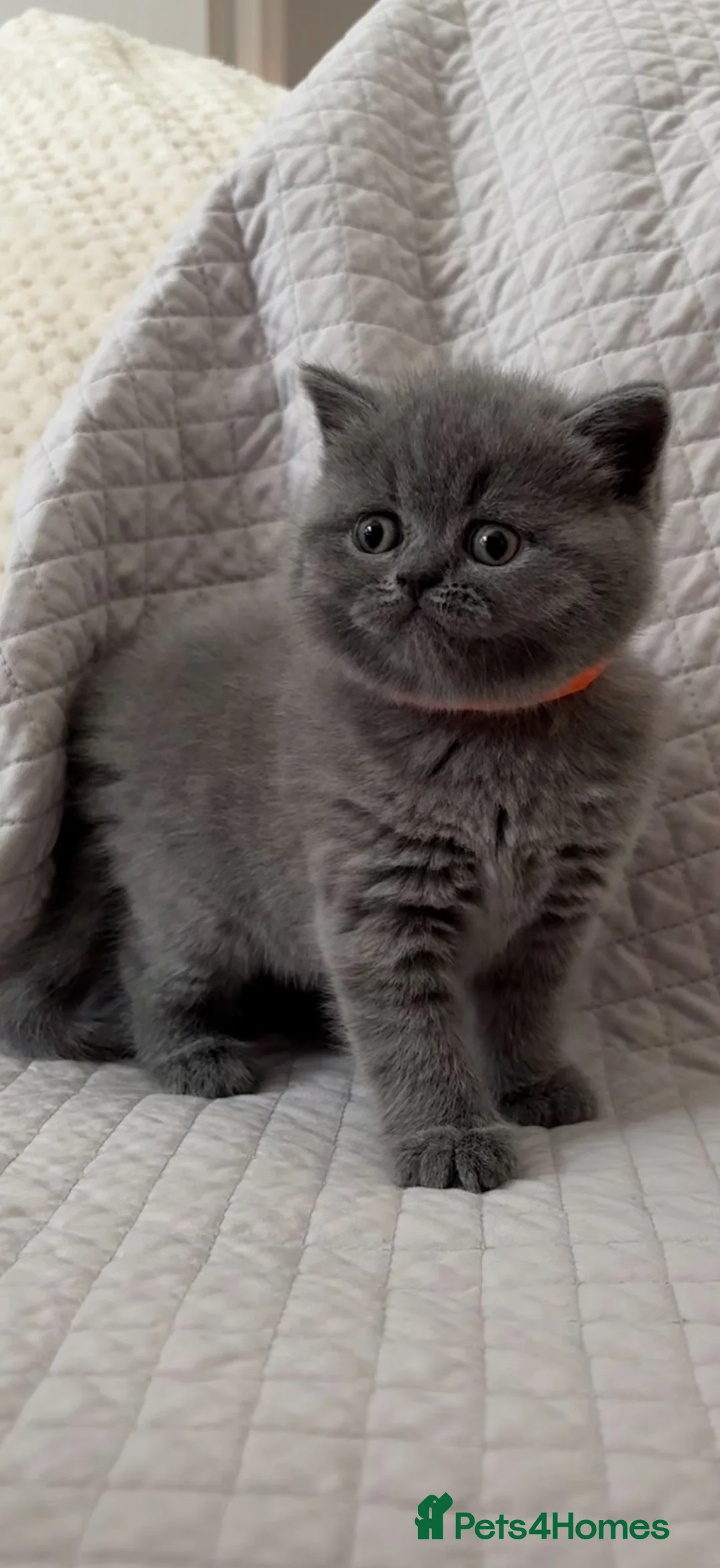 British Shorthair cats for sale: 5 beautiful British shorthair Kittens for sale  - Advert 2