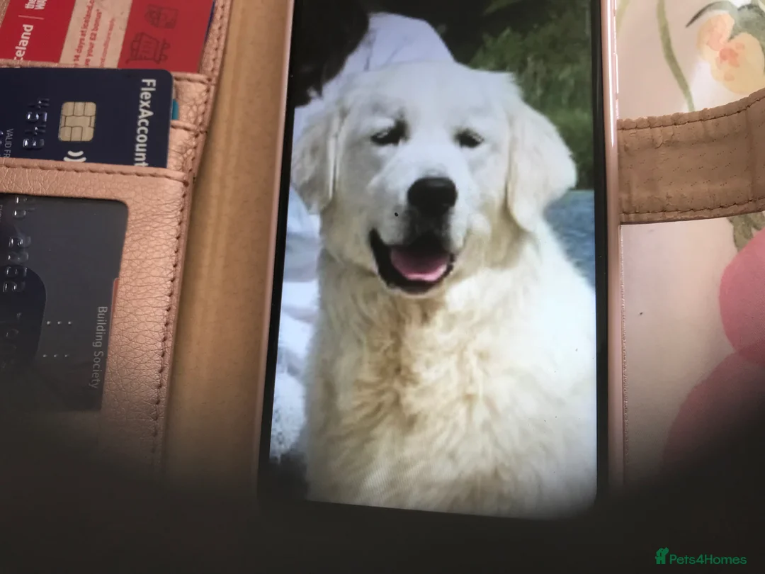 Golden Retriever dogs for sale: Kc reg beautiful puppies  - Advert 2