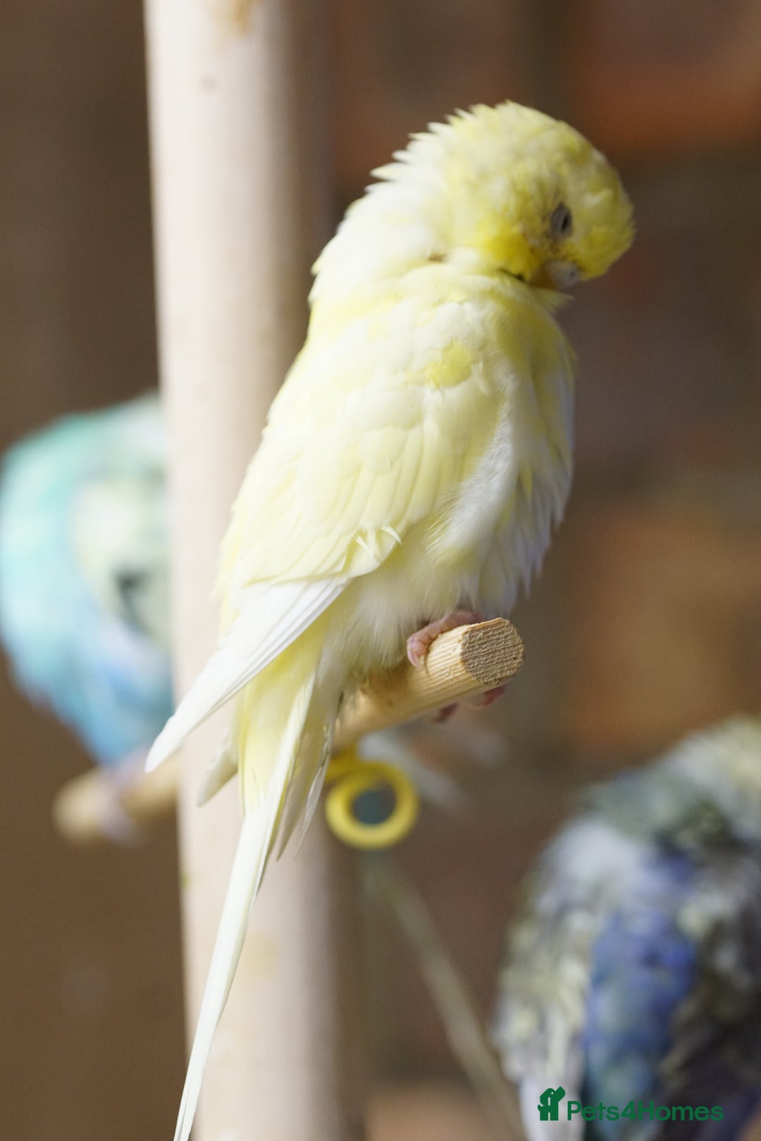 Budgerigars birds for sale: Budgies  - Advert 24