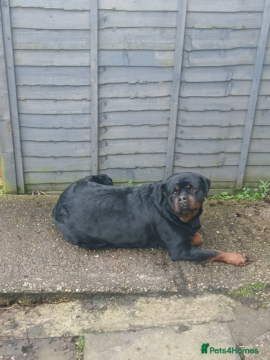 Rottweiler dogs for sale: Rottweiler "Mazza" - Advert 2