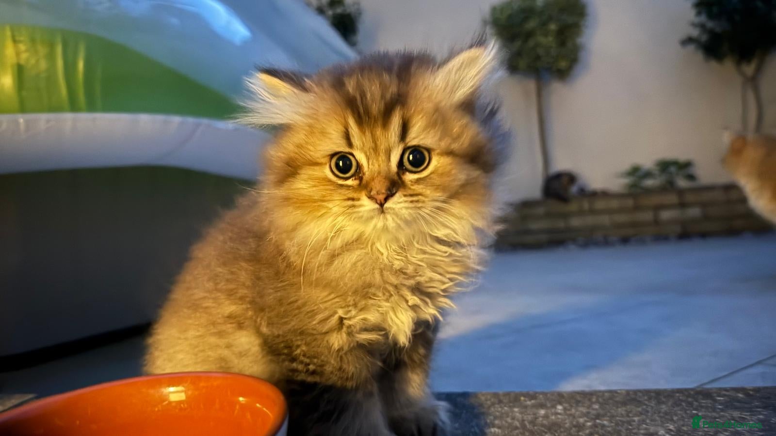British Shorthair cats Pedigree British Shorthair  - Advert 5