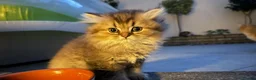 British Shorthair cats for sale: Pedigree British Shorthair  - Advert 3