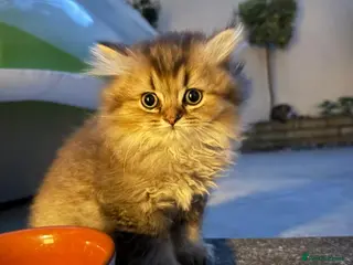 British Shorthair cats Pedigree British Shorthair - Advert 5