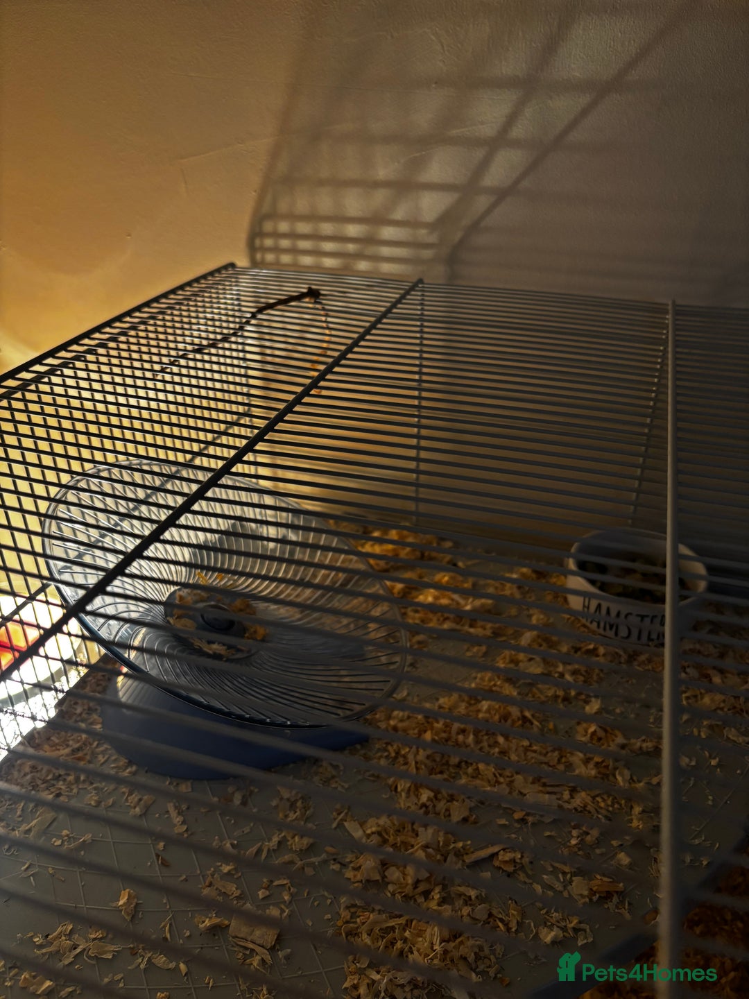 Hamster rodents for sale: Grey Syrian Hamster - Advert 5