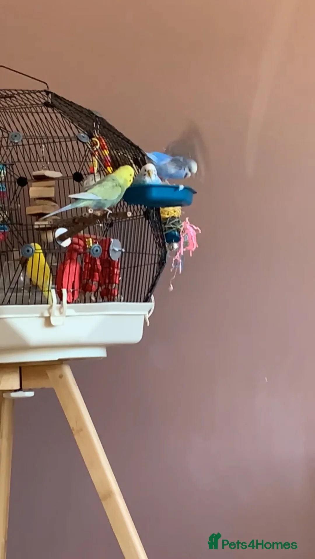 Budgerigars birds for sale: 3 friendly, bonded Budgies! in Aylesbury - Advert 1