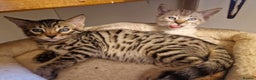 Mixed Breed cats for sale: Bengal, Siamese mix. 7/8ths Bengal 1 /8th Siamese  - Advert 14