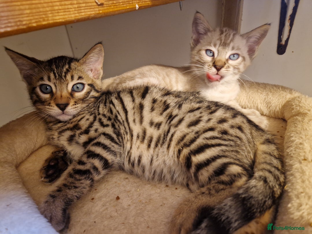 Mixed Breed cats for sale: Bengal, Siamese mix. 7/8ths Bengal 1 /8th Siamese  - Advert 14