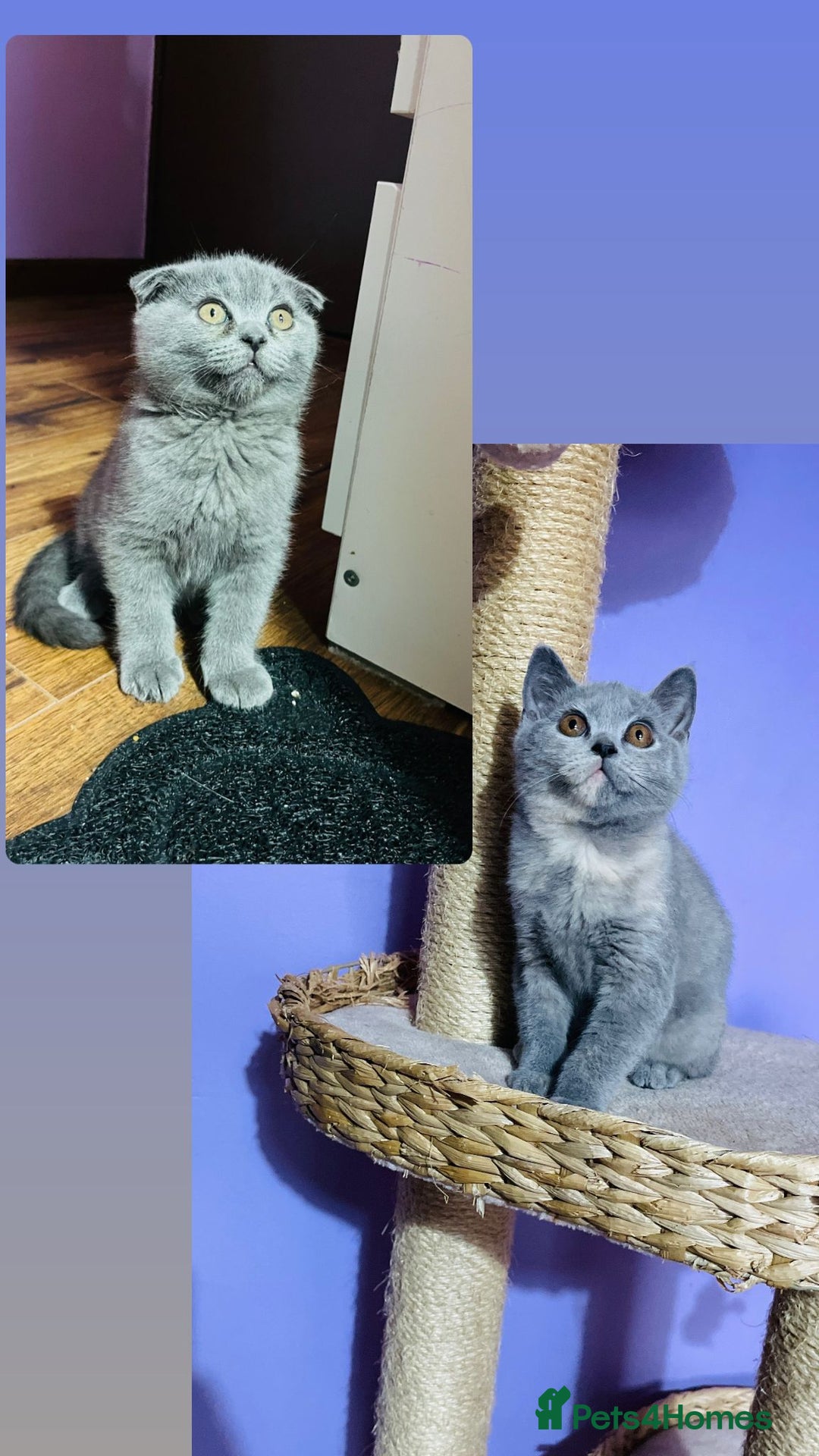 Scottish Fold cats for sale: Beautiful litter of Scottish fold  😍 - Advert 1
