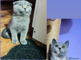 Scottish Fold cats Beautiful litter of Scottish fold 😍 - Advert 3