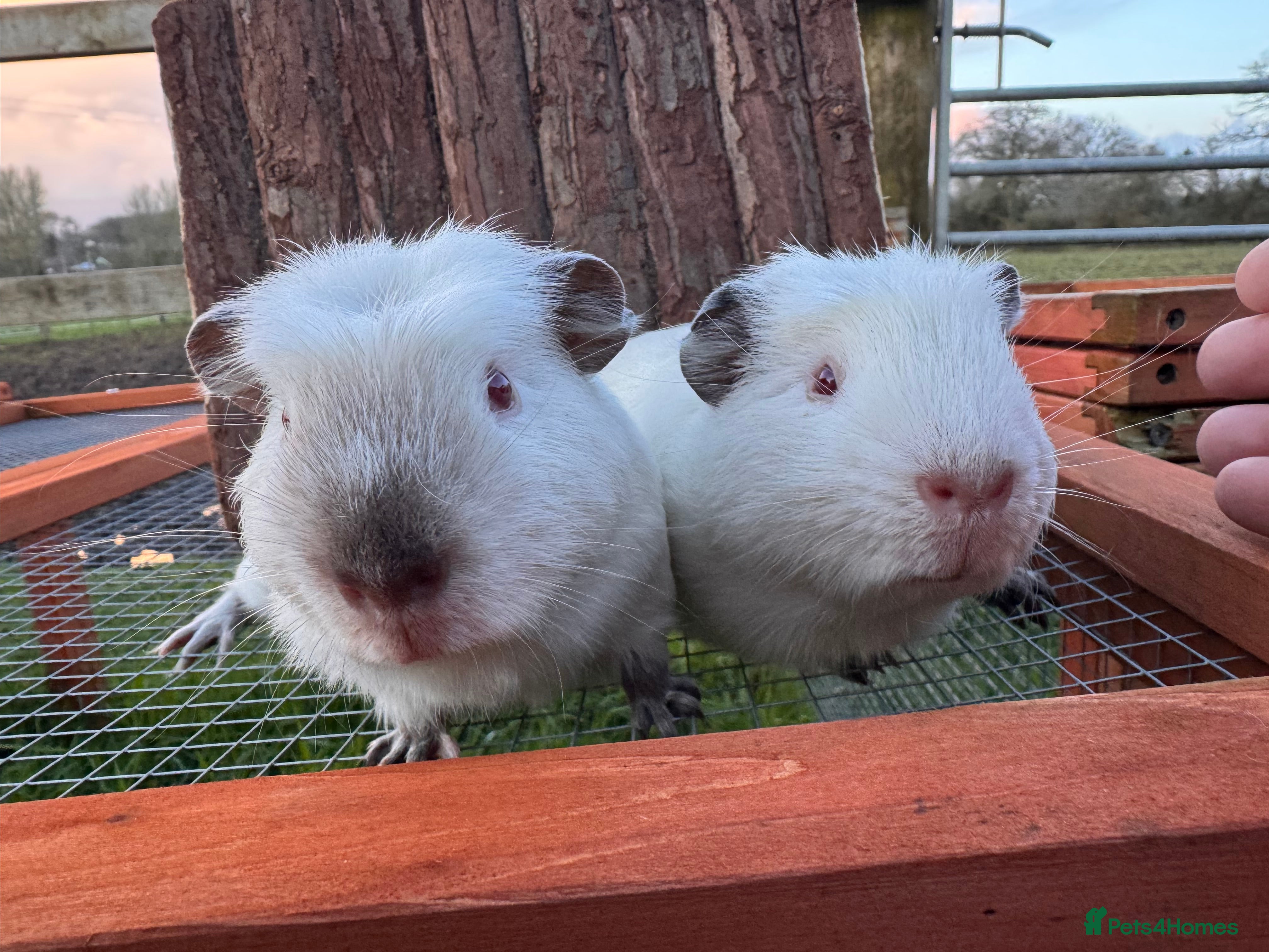 Guinea Pig rodents £30 FOR THE PAIR - two brothers READY NOW  - Advert 2