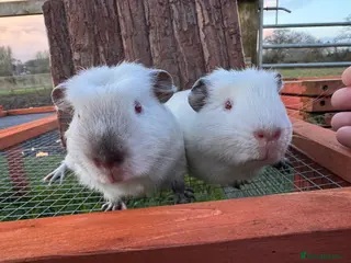 Guinea Pig rodents £30 FOR THE PAIR - two brothers READY NOW - Advert 2