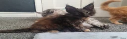 Maine Coon cats for sale: TICA REG. MAINE COON KITTENS  - Advert 14