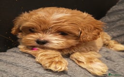 Maltipoo dogs for sale: Miniature Maltipoo Ready to Go - Image 1