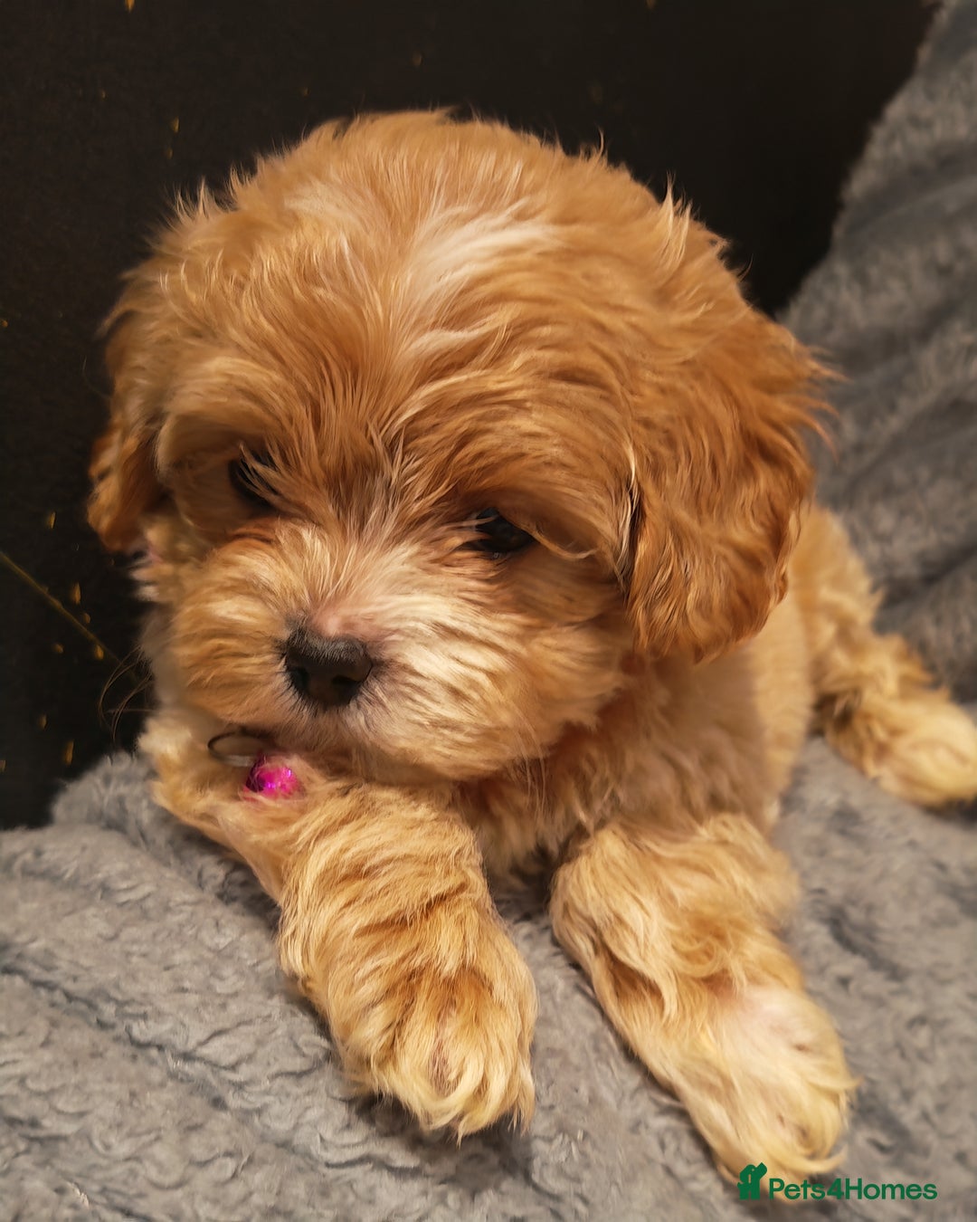 Maltipoo dogs for sale: Miniature Maltipoo Ready to Go - Image 1