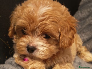 Maltipoo dogs - Advert 1