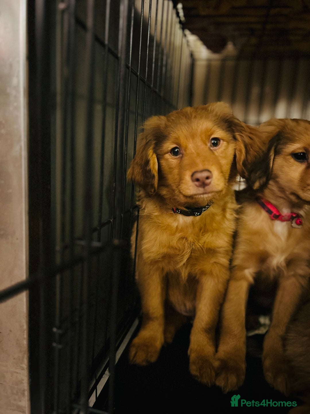 Mixed Breed dogs for sale: Pomeranian/ cocker spaniel cross  - Advert 7