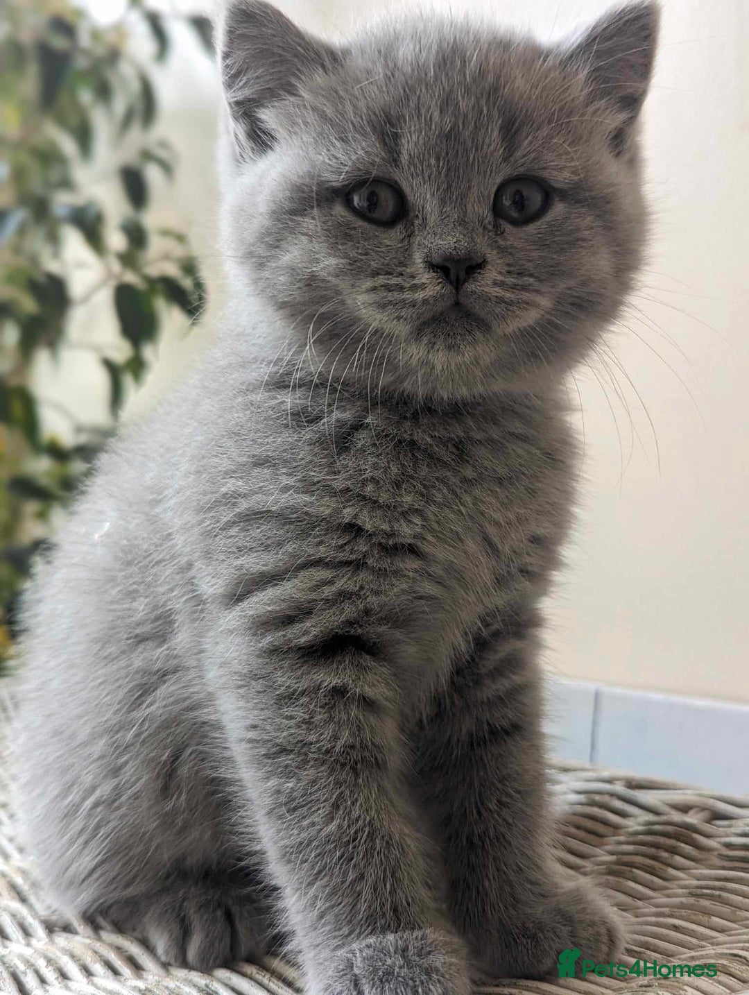 British Shorthair cats for sale: Both parents pedigreesTICA pedigree-dad5xchampion  - Image 18