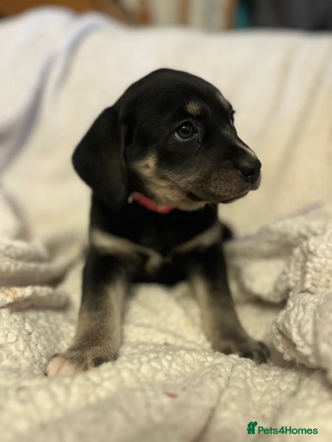 Beagle dogs for sale: Beagle x lab ready now  - Advert 3
