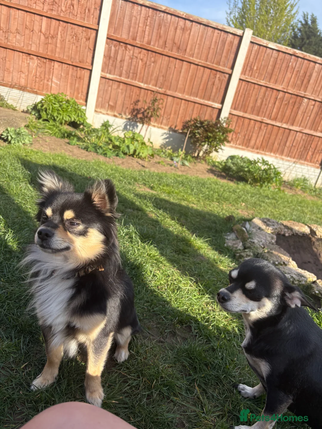 Chihuahua dogs for sale: Long haired golden chihuahua  - Advert 1