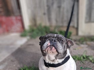 French Bulldog dogs - Advert 4