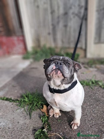French Bulldog dogs - Advert 1