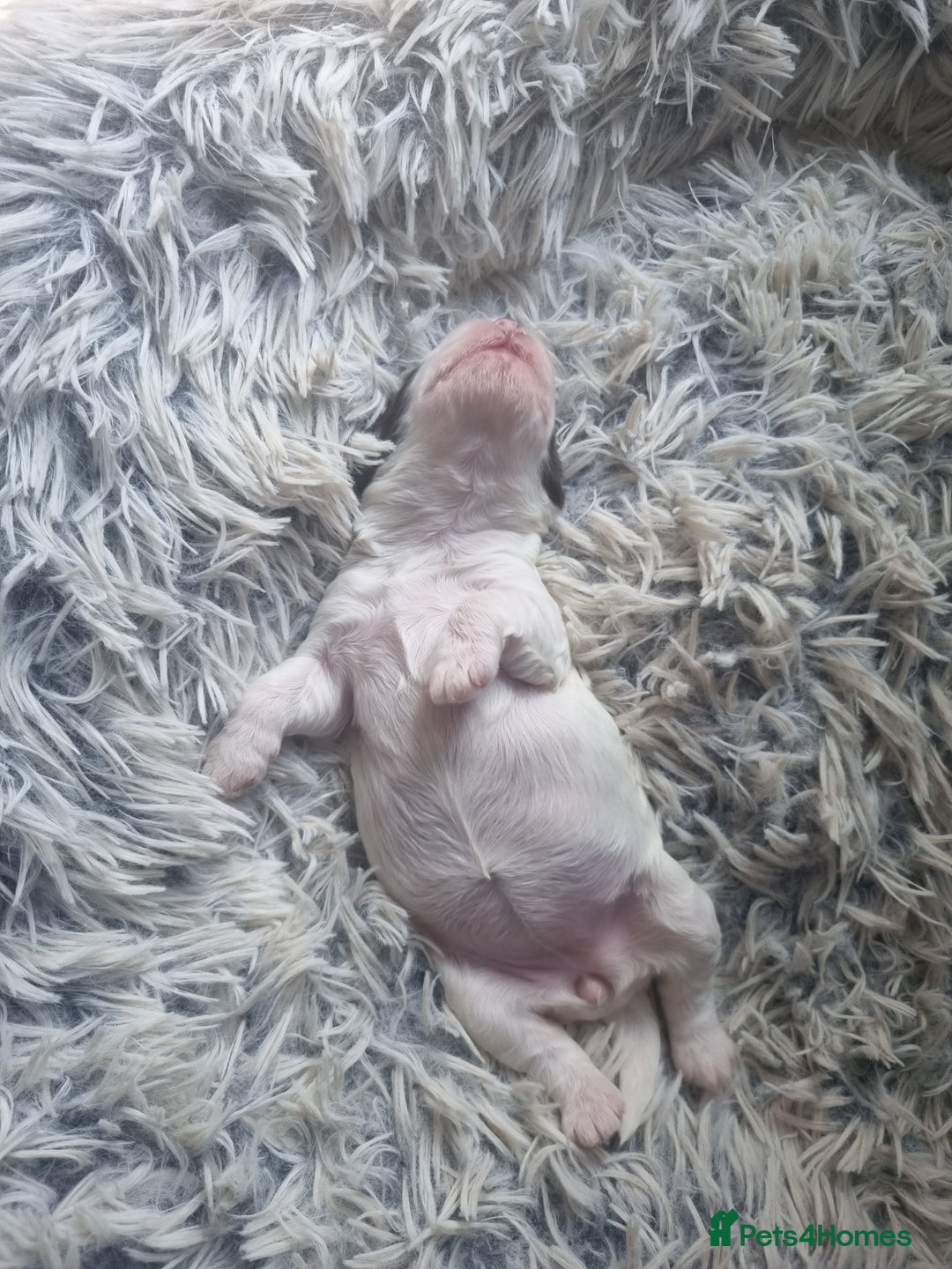 Cockapoo dogs for sale: Beautiful cockapoo boy  in Rotherham - Image 22