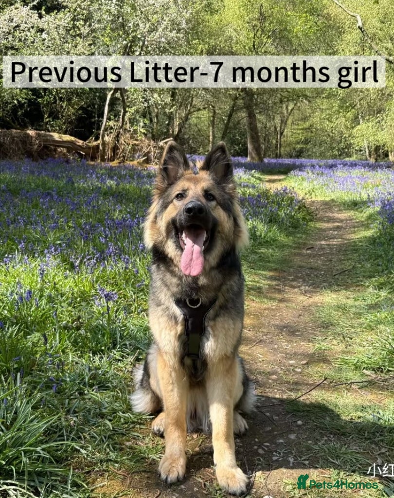 German Shepherd dogs 3 Purebred Pups XL Long-Hair GSD Girl Puppies - Advert 6