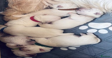 West Highland Terrier dogs - Advert 11