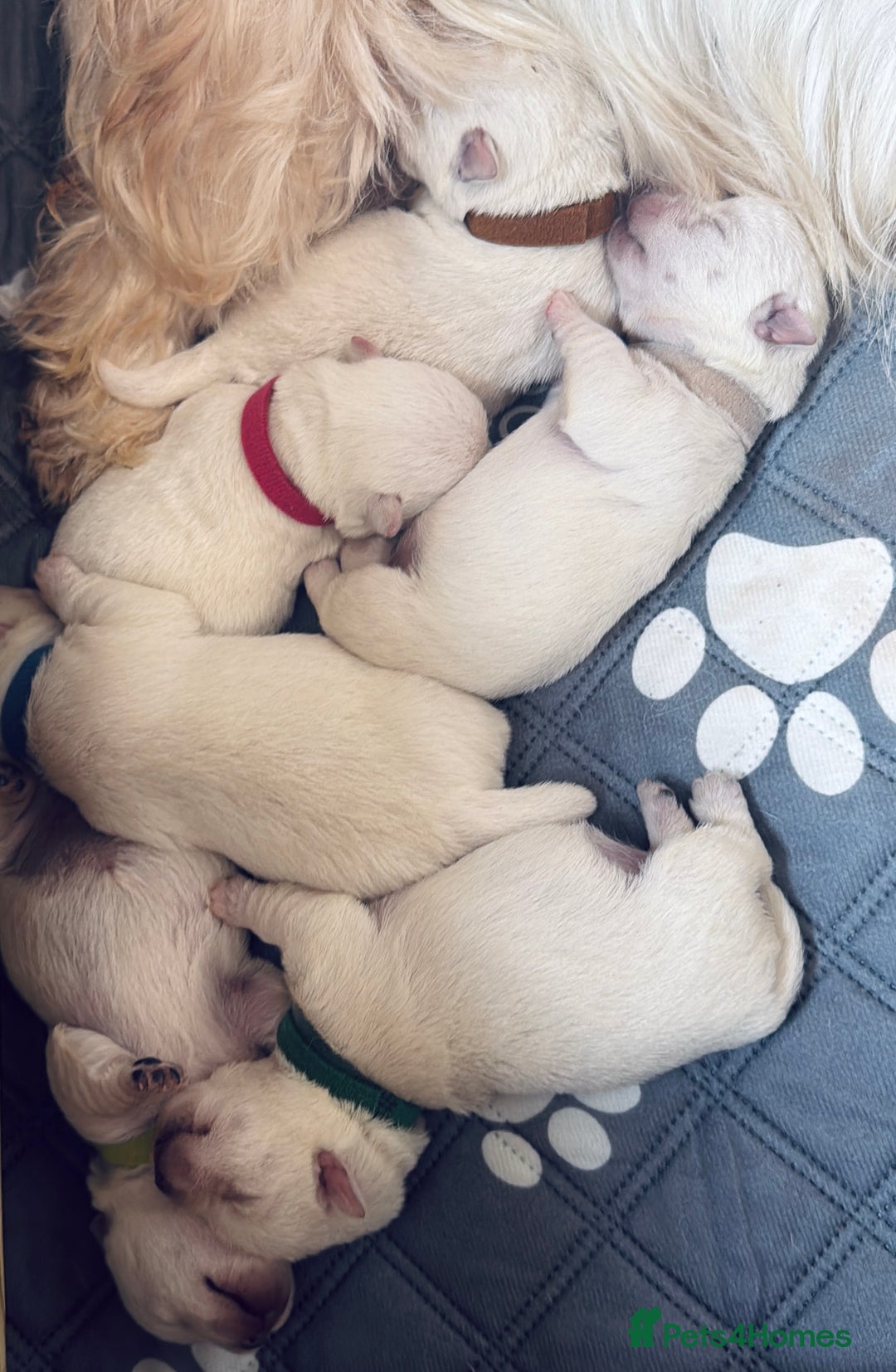 West Highland Terrier dogs for sale: Quality Westie Pups  - Image 3