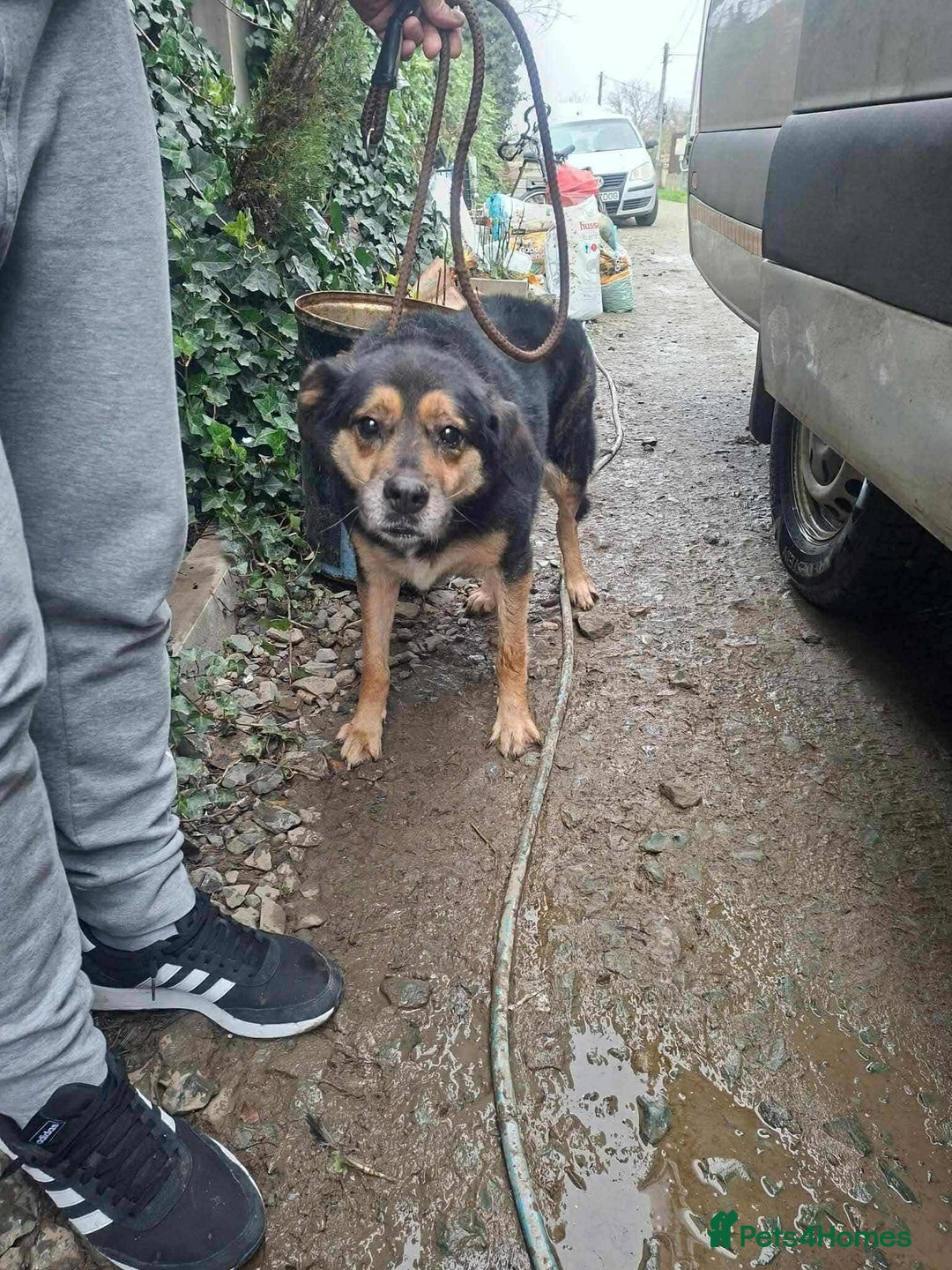 Mixed Breed dogs for adoption: 💕 Meet Freddie – Ready to Love 💕 - Advert 2