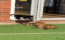 Bengal cats for sale: 4 Beautifully mixed Bengal and British shorthair  - Image 27