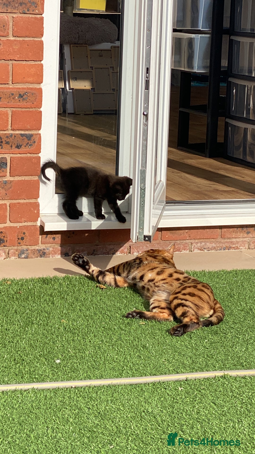 Bengal cats for sale: 4 Beautifully mixed Bengal and British shorthair  - Image 27