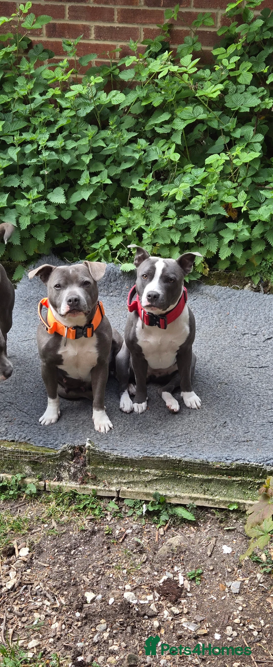Staffordshire Bull Terrier dogs for sale: BEST OF THE BEST RARE STAFFORDSHIRE BULL TERRIERS - Advert 10
