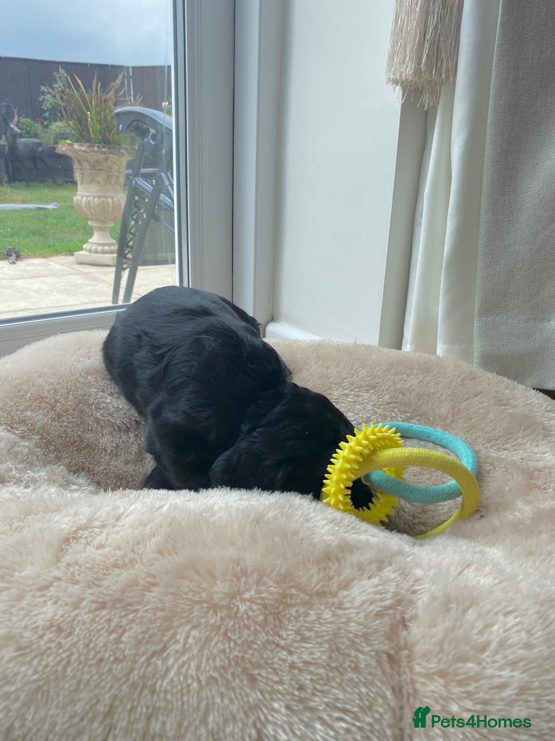 Cocker Spaniel dogs for sale: Kennel Club registered working cockers  - Image 24