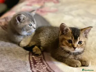 British Shorthair cats Gorgeous British shorthair kittens - Advert 2