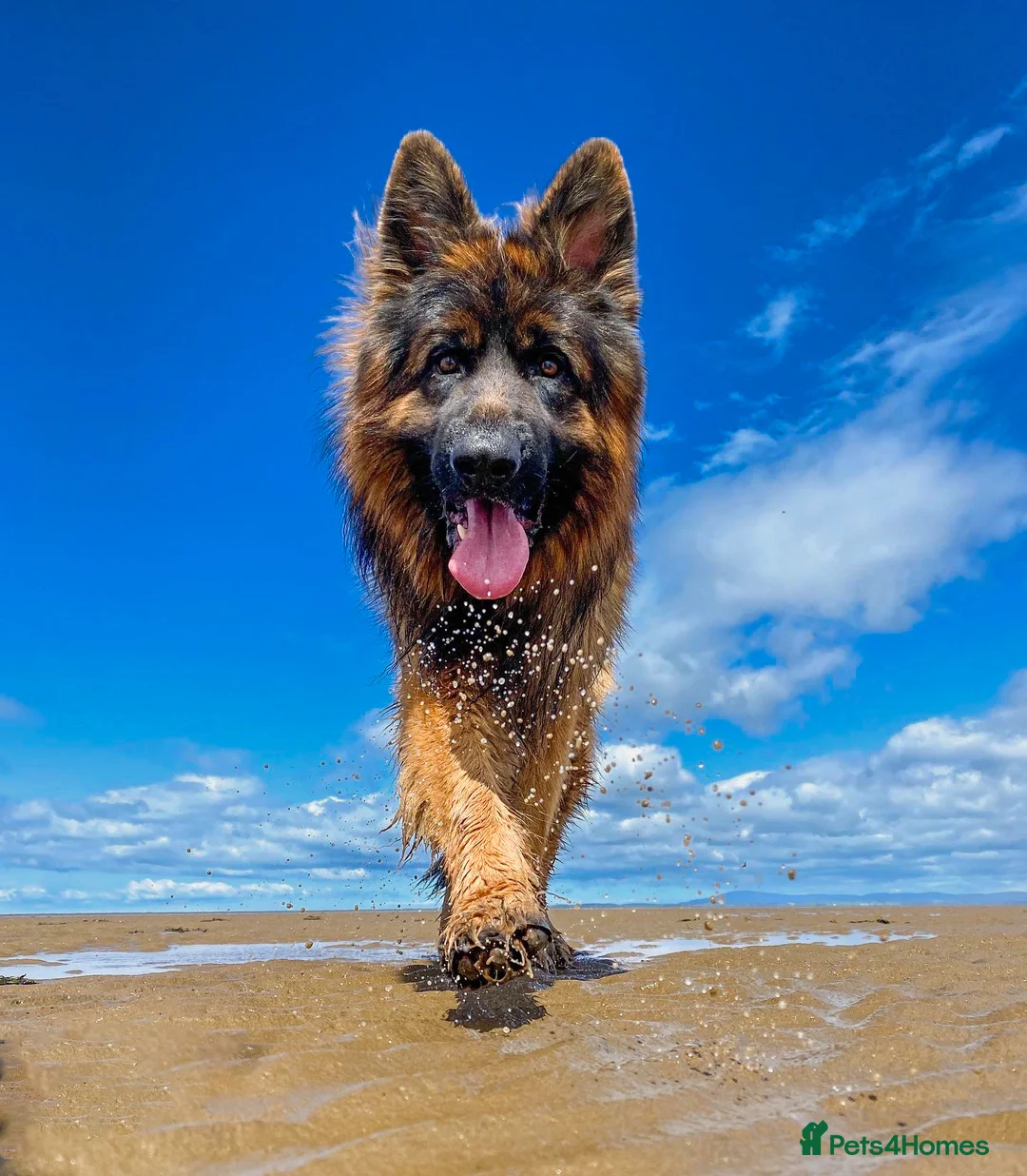 German Shepherd dogs for stud: ⭐️ Health tested, Proven, KC reg GSD ⭐️  - Advert 10