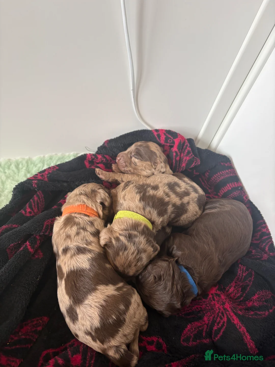 Cockapoo dogs for sale: Beautiful F1 cockapoos  - Advert 2