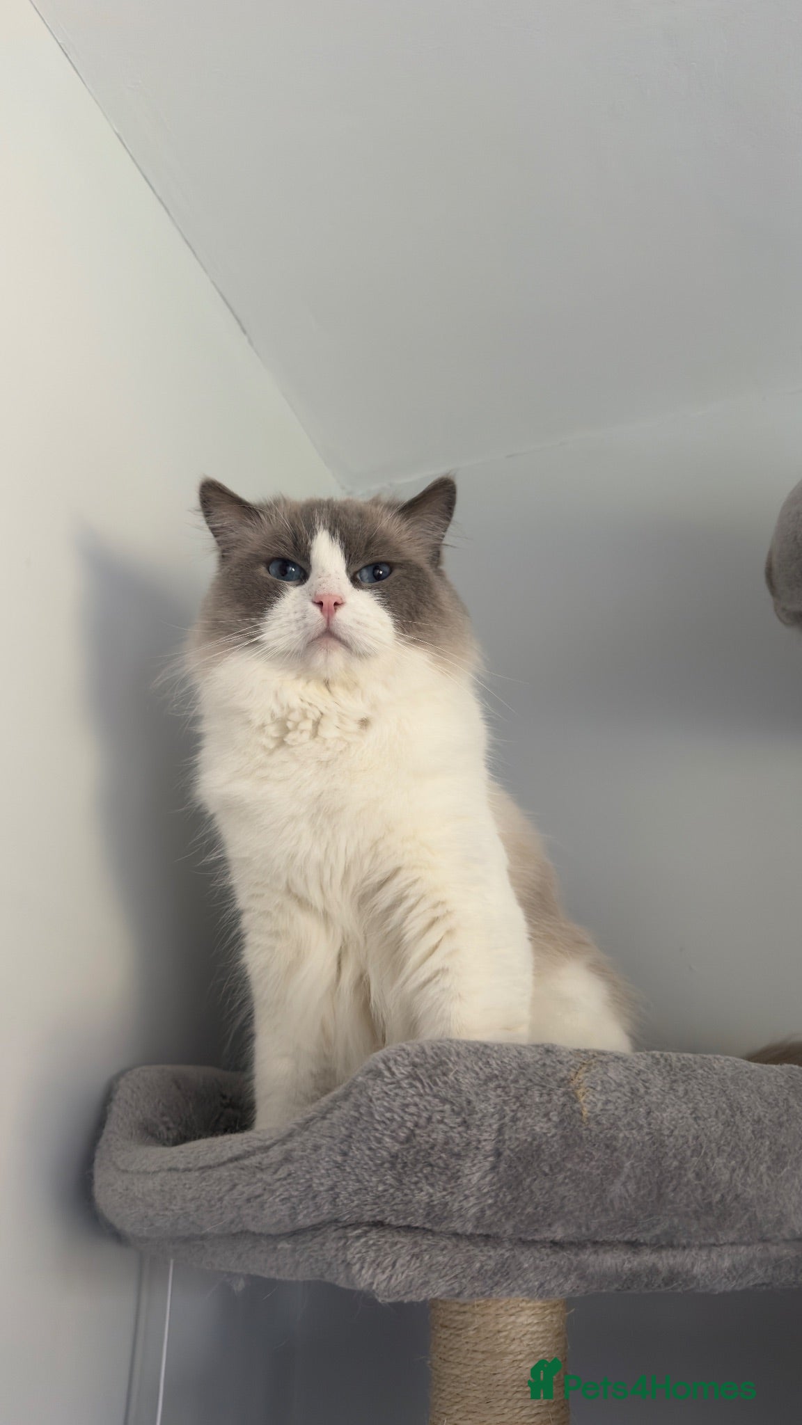 Ragdoll cats TICA Registered active male - Advert 1