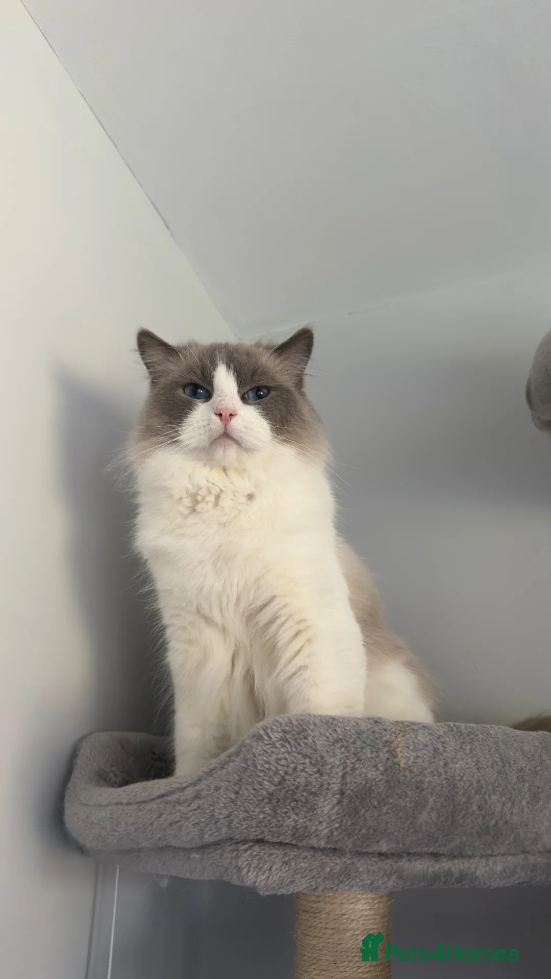 Ragdoll cats for sale: TICA Registered active male - Advert 1