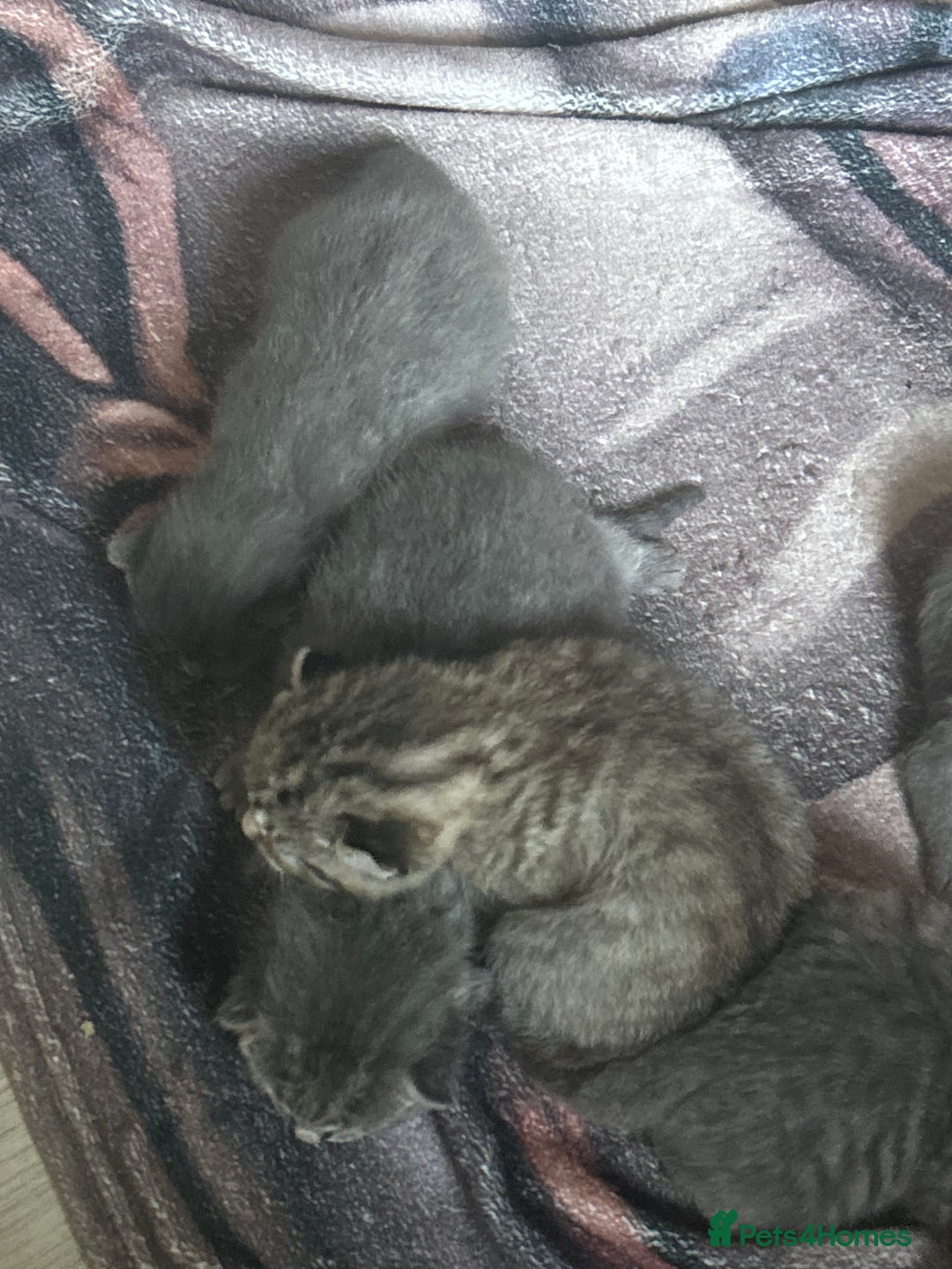Sphynx cats for sale: House cat x sphinx kittens - Image 15