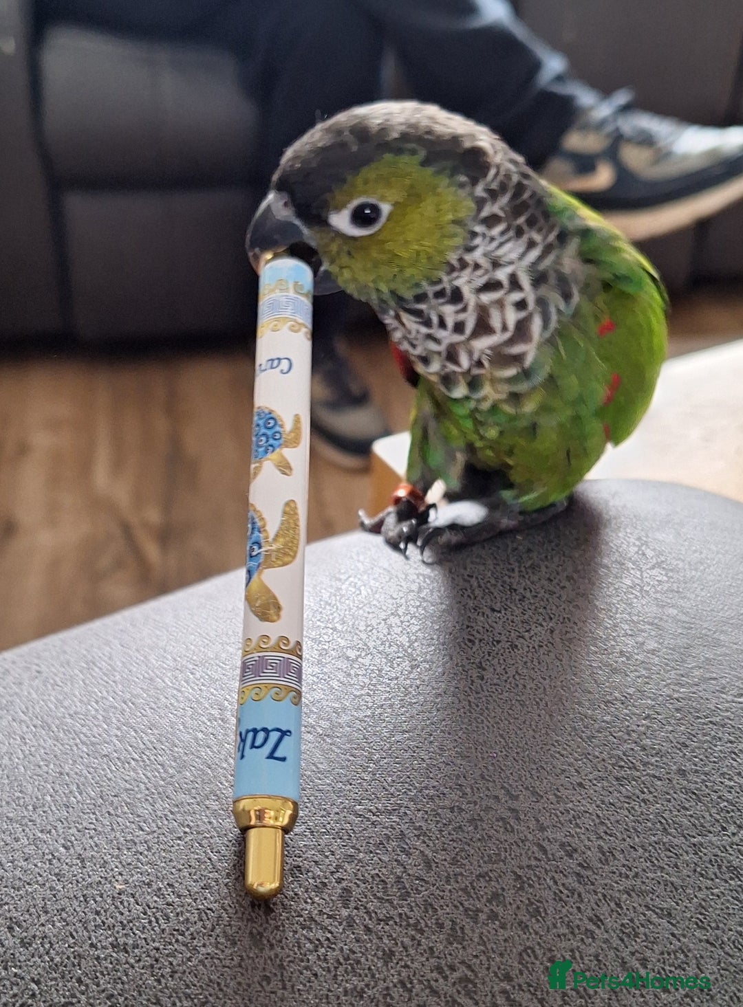 Parrots birds for sale: 2 Green Cheek Conures & cage - Advert 1